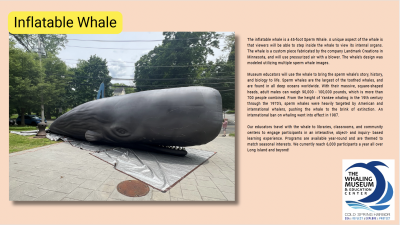 THAR SHE BLOWS! Life-size inflatable whale heads to Whaling Museum